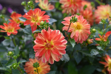 Fototapeta premium Dahlia rouge et jaune au jardin en été