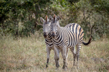 Fototapeta na wymiar Two Zebras bonding together in Kruger.