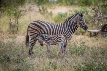 Fototapeta na wymiar Mother and baby Zebra standing in the grass.