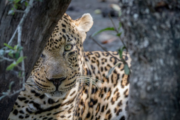 Fototapeta na wymiar Big male Leopard hiding behind a tree.