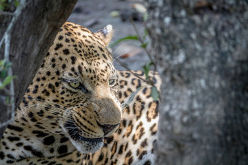 Fototapeta na wymiar Big male Leopard hiding behind a tree.