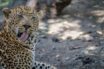 Big male Leopard grooming himself.