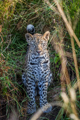 Young Leopard in between the grass.