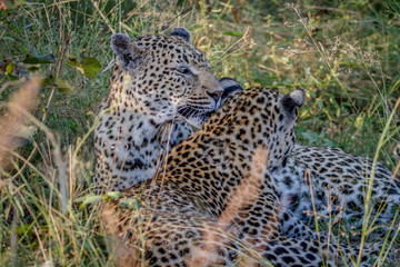 Mother Leopard and cub bonding in the grass.