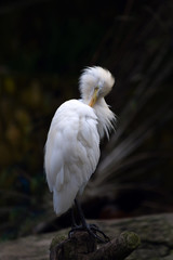 Snowy Egret