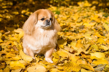 Cute and funny red light pekingese dog in autumn park playing with leaves and joyful. Best human friend. Pretty mature dog in garden around sunlight