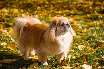 Obraz premium Cute and funny red light pekingese dog in autumn park playing with leaves and joyful. Best human friend. Pretty mature dog in garden around sunlight