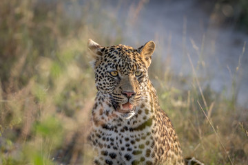 Young Leopard sitting and starring.