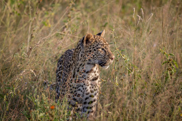 Young Leopard standing in the grass.