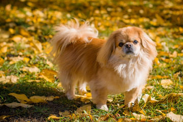 Cute and funny red light pekingese dog in autumn park playing with leaves and joyful. Best human friend. Pretty mature dog in garden around sunlight