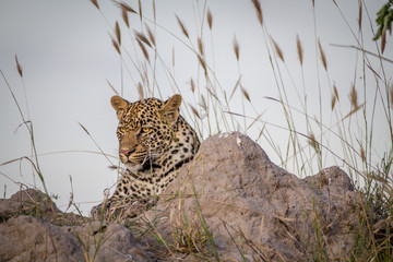 Young Leopard laying down on a Termite mount.