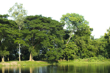 landscape trees green water reflection lake pond water body mirror sky clouds jungle woods greenery nature environment peace tranquil harmony save world pollution free village