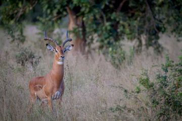 Big male Impala standing in the grass.
