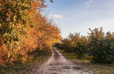 Beautiful romantic autumn with bright trees and sunlight.