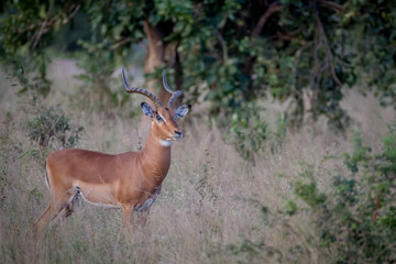 Big male Impala standing in the grass.