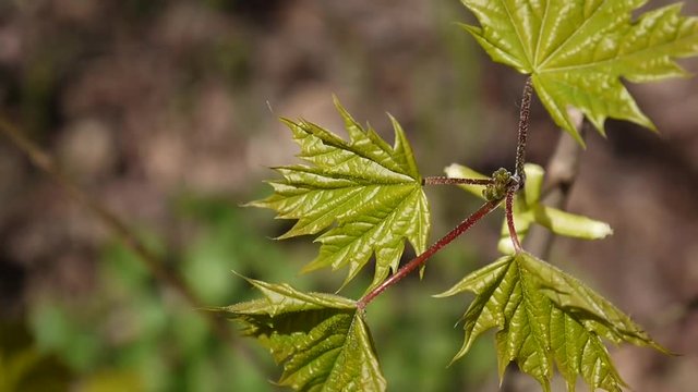 Green leaves in spring. Beautiful young green maple tree swinging in the wind.