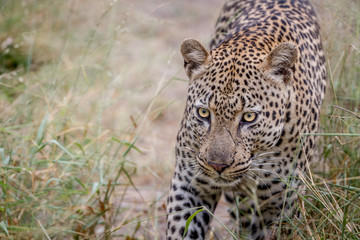 Obraz premium Leopard walking towards the camera.
