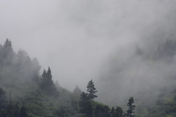 Fototapeta na wymiar Misty Forest