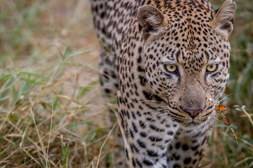 Leopard walking towards the camera.