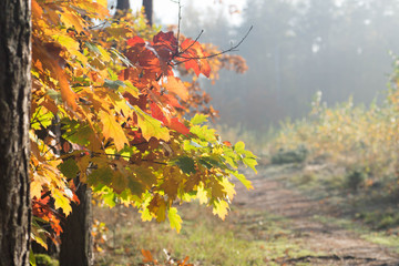 fall landscape and tree with multicolored autumn leaves