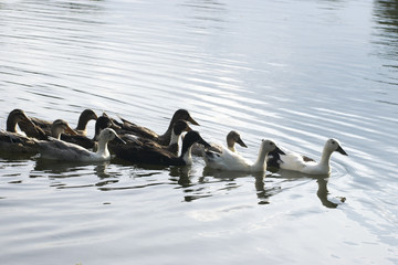 group of ducks swimming in water lake pond followers reflection bright bird animal behavior