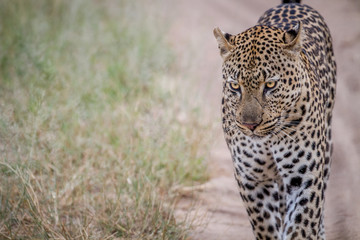 Obraz premium Leopard walking towards the camera.