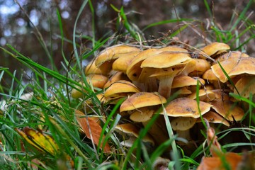 Mushrooms growing out of the ground in between grass