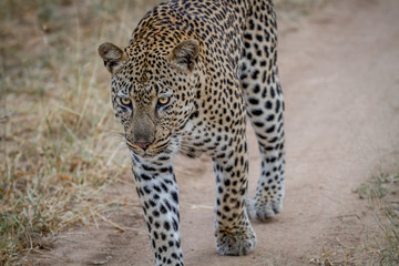 Fototapeta na wymiar Leopard walking towards the camera.
