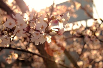 Sakura in Morning sunlight