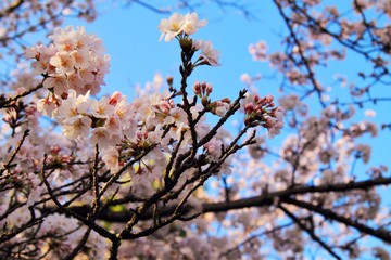 Sakura in a pure morning