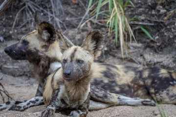 African wild dog laying in the sand.