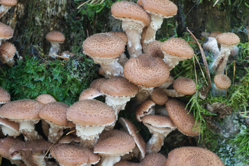 group of eatable mushrooms Armillaria ostoyae