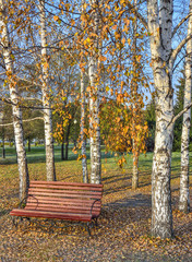 Wooden bench in autumn city park under the birch trees