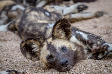 African wild dog laying in the sand.
