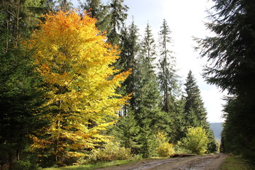 Fototapeta premium Beautiful autumn tree with fallen dry leaves