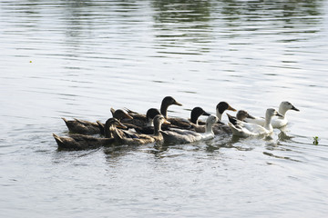 group of ducks swimming in water lake pond followers reflection bright bird animal behavior