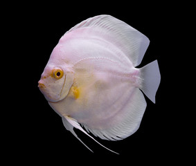 White discus fish isolated on a black background