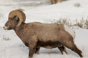 close up of big horn sheep 