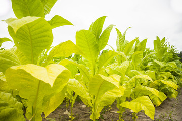 Green tobacco plants with large leaves..