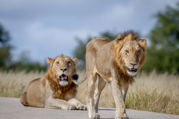 Obraz na płótnie Canvas Two Lion brothers on the road.