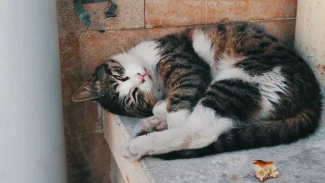 Homeless tri-color cat lies curled up and tries to sleep, next to a slice of bread. The problem of the homeless, no one unnecessary animals