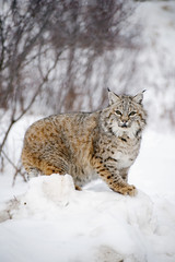 lynx close up 