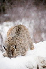 lynx looking for food 