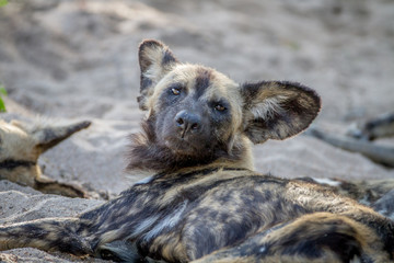 African wild dog laying in the sand.