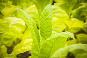 Fototapeta na wymiar Green tobacco plants with large leaves..