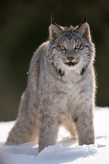 lynx staring at you 