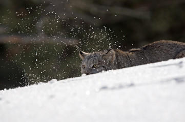 lynx hiddening   © Rick Sroka 