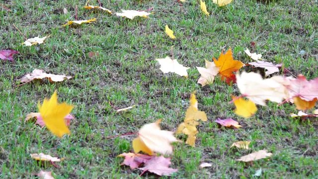 autumn yellow leaves on green grass in park blowing on wind, autumnal sunlight foliage ground, color background in october
