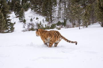 BENGAL TIGER running away 