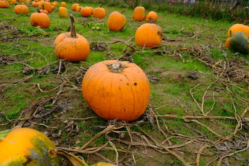 Pumpkin patch 